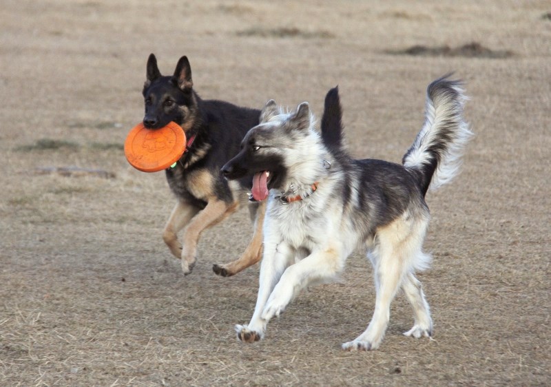 A local resident has started a petition to get a dog park in Bonnyville.