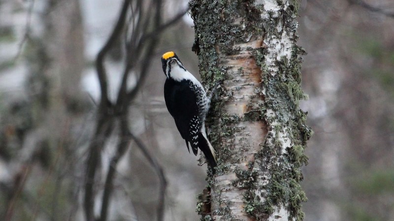 This photo is of a black back woodpecker at the Cold Lake Provincial Park.