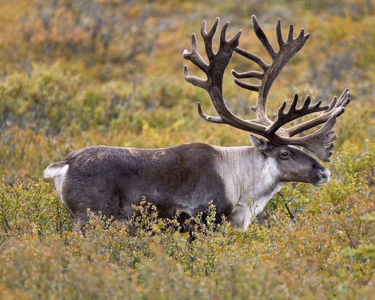 The draft plan would have the Cold Lake caribou range undisturbed area grow from 15 per cent to 65 per cent. Bonnyville-Cold Lake MLA Scott Cyr worries the plan will impact