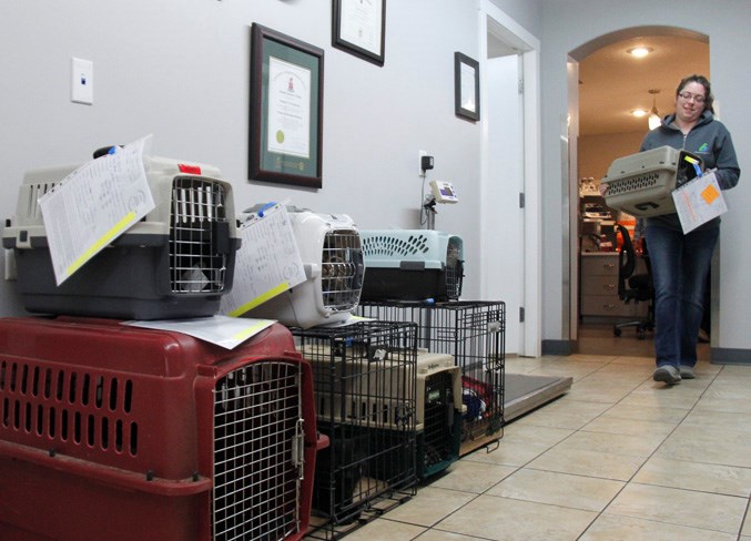  Volunteer Lisa Ferguson carries a kennel past a row of cats waiting to be spayed or neutered.