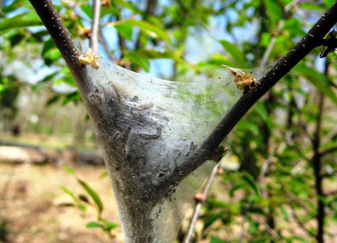 21.news.tent caterpillars