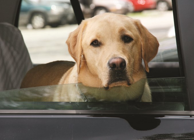 28.news.dogs in cars