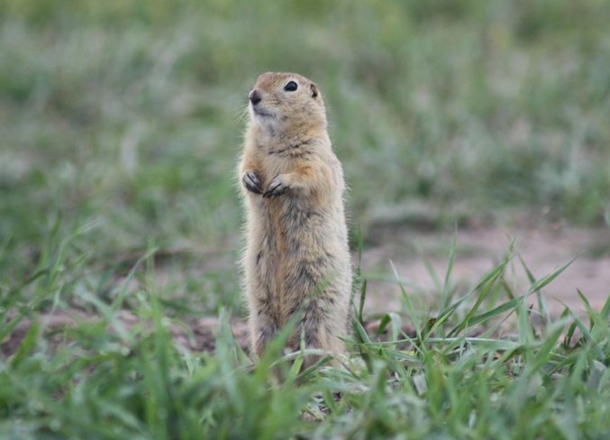 gopher