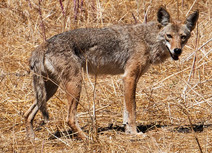 coyote