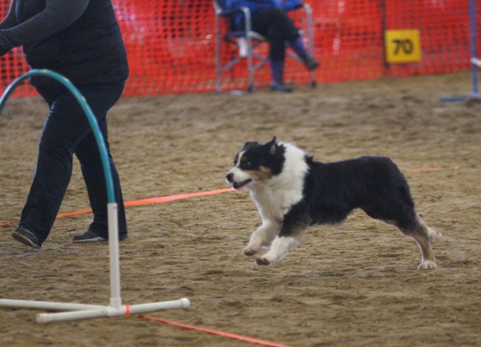 Dogagility