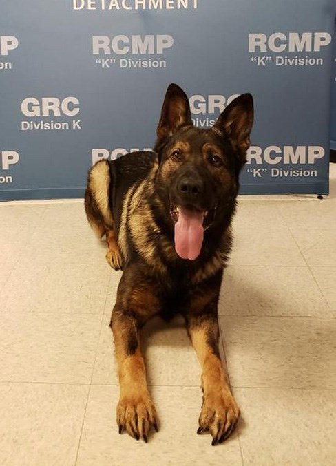  The Cold Lake PDS Unit assisted in the arrest of a suspect.