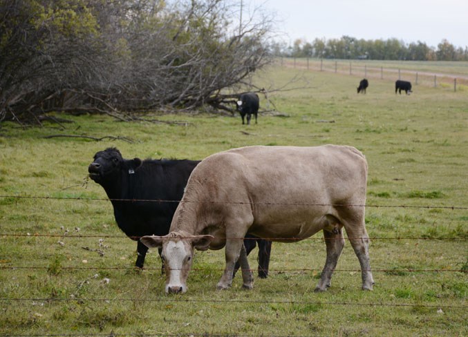 Alberta SPCA