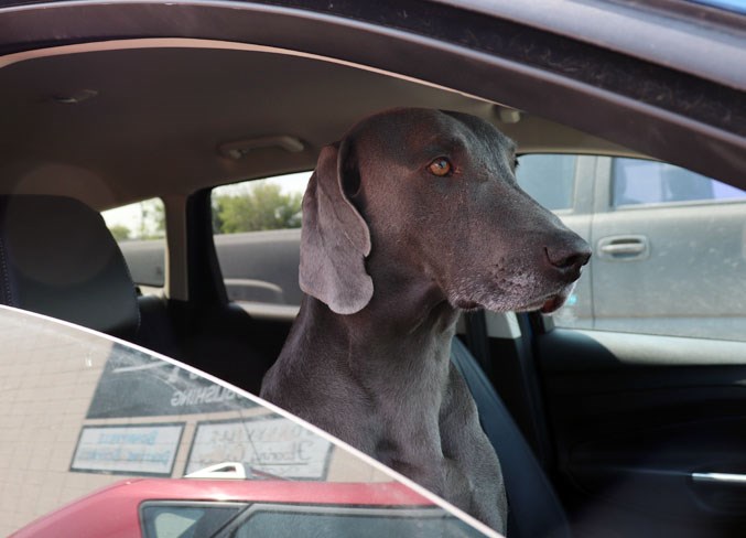 Dogs002