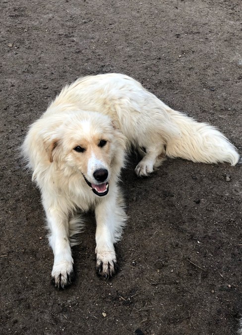  Some of the dogs were covered in bites as others tried to determine dominance and fight for food.