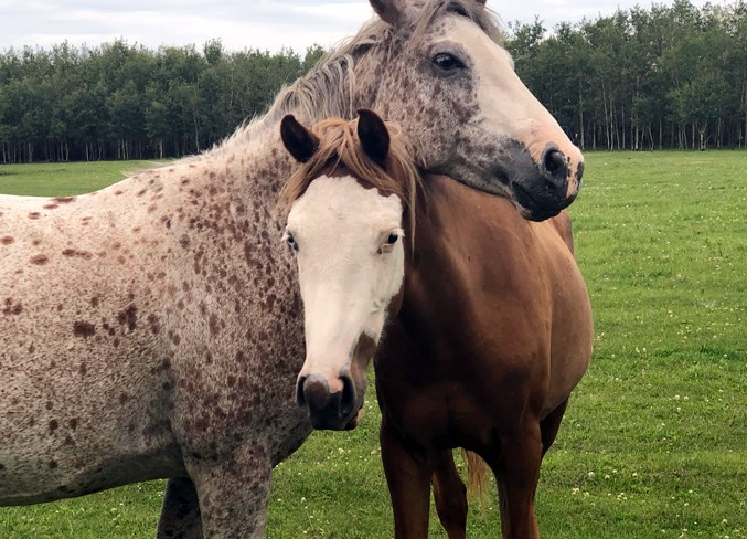  Over 20 horses were found on the property and are still in need of a home.