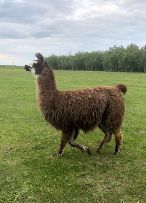  A llama was found wandering the property.
