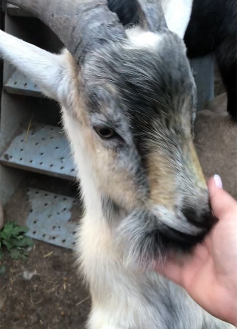  There were upwards of 100 goats that have been re-homed.