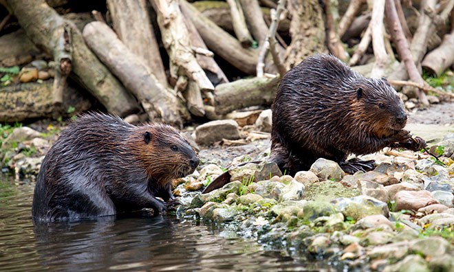 tas-medium-wildlife-beavers-660&#215;396