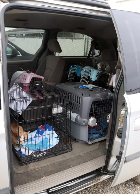  The van transporting cats from the SPCA to the vet clinic was full during their last haul.