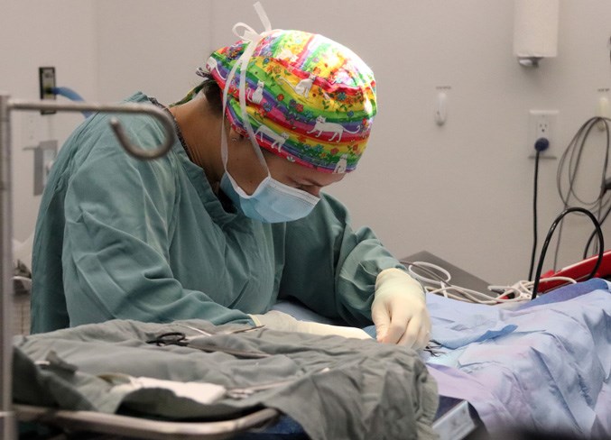  Bonnyville Vet Clinic veterinarian Tammy Anderson focuses on her surgery.