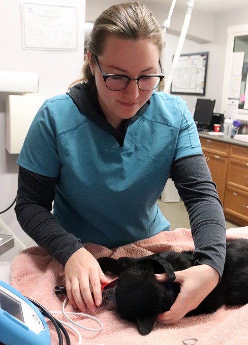  Meagan Wirsta, registered veterinary technician with the Bonnyville Vet Clinic, prepares one of the cats for surgery.