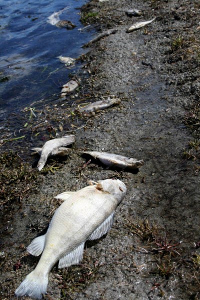 Fish from Vincent Lake in various stages of decomposition were found at the south end of Vincent Lake last week.
