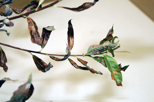 Willow leaves have been browning and dropping from trees in the area at an alarming rate again this summer.