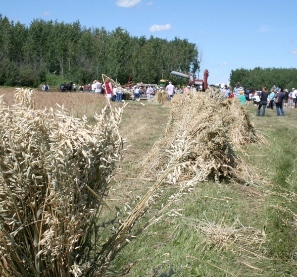 Stooks are ready for threshing as people gather for demonstrations at Haying in the 30&#8217;s held July 30 &#8211; 31.