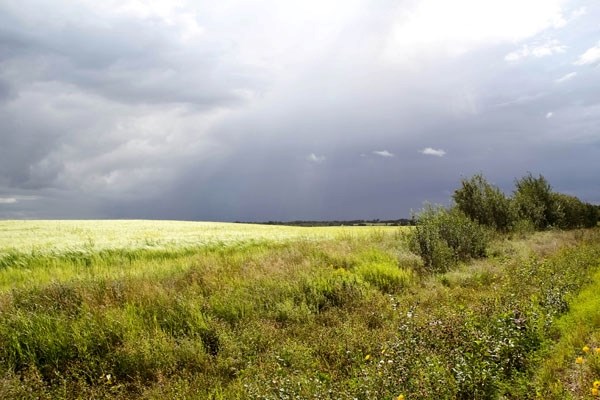 Instead of selling wheat and barley at a fixed price to the Canadian Wheat Board, farmers in western Canada will now move into an open marketing system where they will be