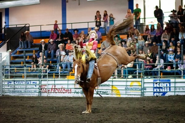 Miss Morgan from Miller Rodeo takes Ryley Gilbertson of Hughenden for a bone-shaking ride that earned him a second place score of 73.5 in Thursday&#8217;s Showdown 2012 debut.