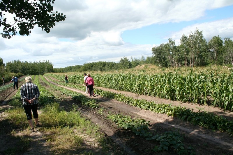 Guests participating in the Town of St. Paul FCSS&#8217;s garden tour visit the Foisy garden on the first stop, in the Lafond area, picking berries and admiring the work it