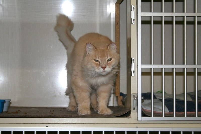 The St. Paul Animal Shelter is at capacity for cats right now and Le-ah is one of many cats available for adoption at the shelter.