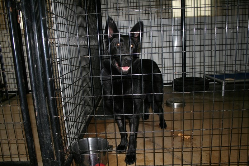 Sultan is one of many dogs up for adoption at the St. Paul Animal Shelter. Along with searching for homes for its animals, the organization is also in need of volunteers.
