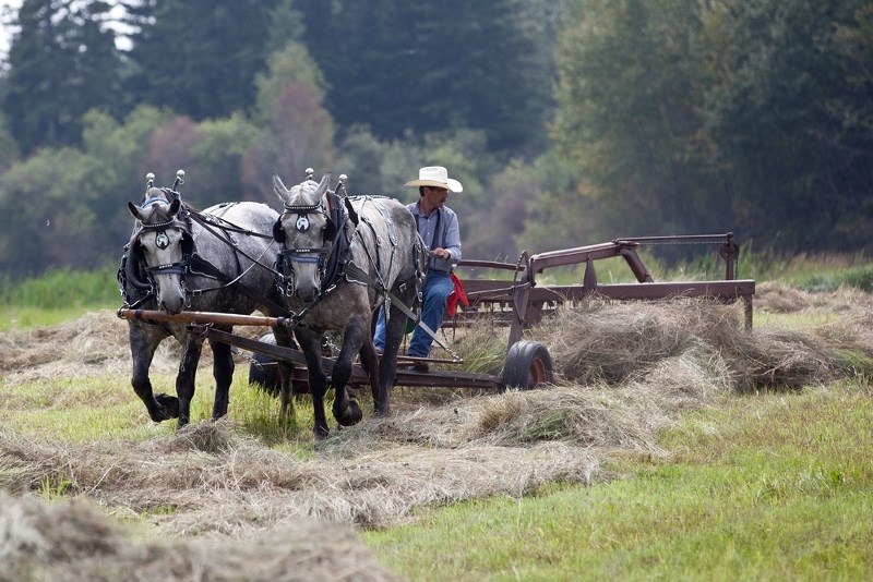 Dale Manzak, a volunteer with Haying in the 30&#8217;s from Vegreville, rakes hay during the August long weekend fundraising event, near Mallaig. See pages 12 and 13 for