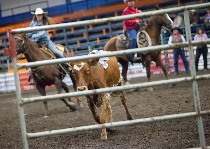 A calf hurries away while competitors attempt to sort and pen the animal during the Ranch Rodeo.