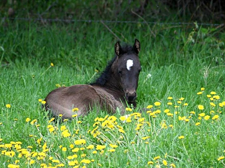 Julie Sloan suspects one of her horses (pictured) was shot sometime overnight between Aug. 30 and 31. The horse had to be put down after it broke its leg.