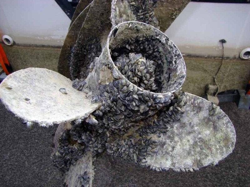Mussels can be seen here on the propeller of a boat. Once these invasive mussels enter a lake, they can have a suffocating effect and destroy the water body.