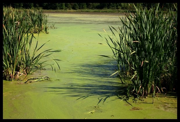 Last week, AHS released a health advisory for Stoney Lake after blue-green algae blooms were spotted. A file photo of blue-green algae is pictured.