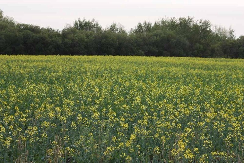 A canola field is pictured just outside of St. Paul. Dry conditions have been making this a difficult season for some grain farmers.