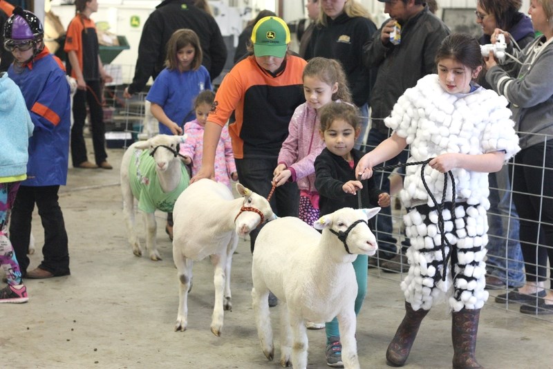 Kylie Lanza (far right) is a Cleaver member who joined the St. Paul 4-H sheep project, which is steadily growing in popularity. Lanza won second in the costume contest,