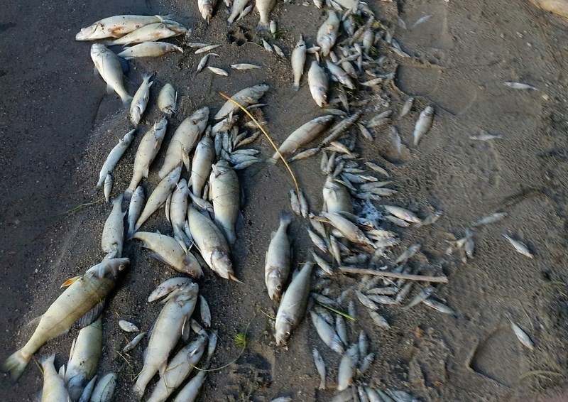 Thousands of dead fish have washed up along the shores of Stoney Lake. The cause is likely blue-green algae, according to fisheries biologist and local resident Ray Makowecki.