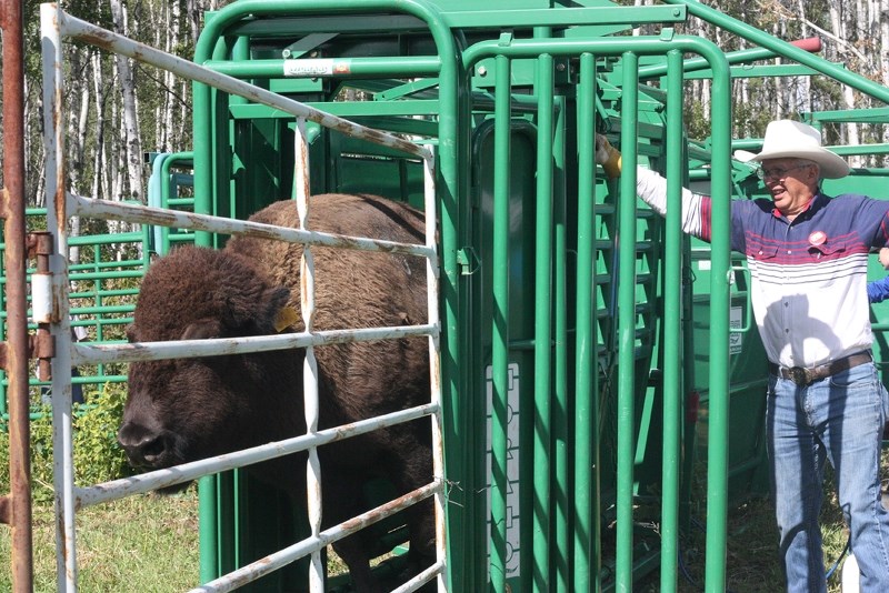 Don Katerynych of K-Seven Farms demonstrates his bison handling system to an audience of more than 40 people on Saturday afternoon, during Alberta Open Farm Days.