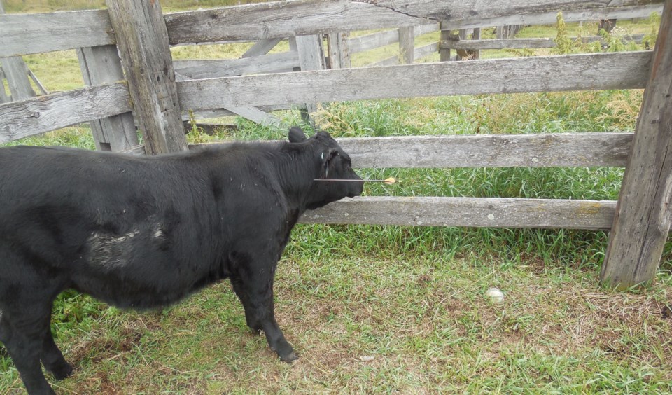 A calf was found to have been shot with an arrow on Sept. 24. Elk Point RCMP are investigating the incident.