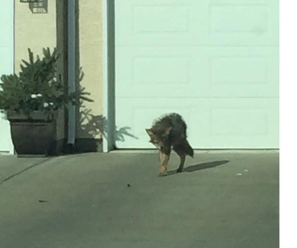 A coyote seen prowling around the Spring Creek area in St. Paul during daylight hours had local residents expressing concerns.