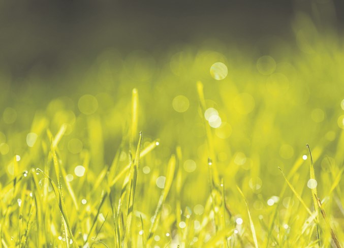 grass