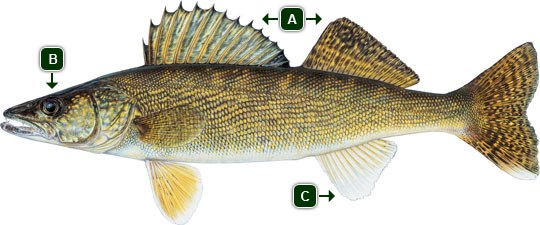 walleye