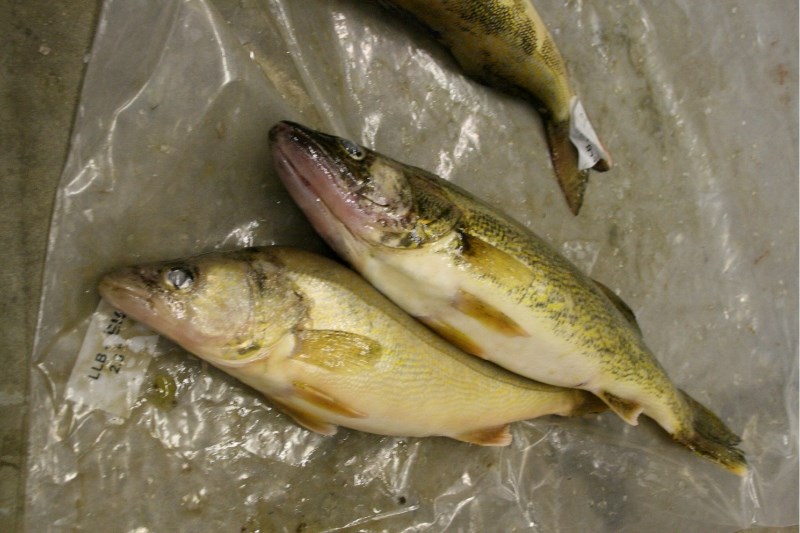 The latest walleye spawning run has fishery officials hopeful that the fish will soon be self sustaining in Lac La Biche Lake