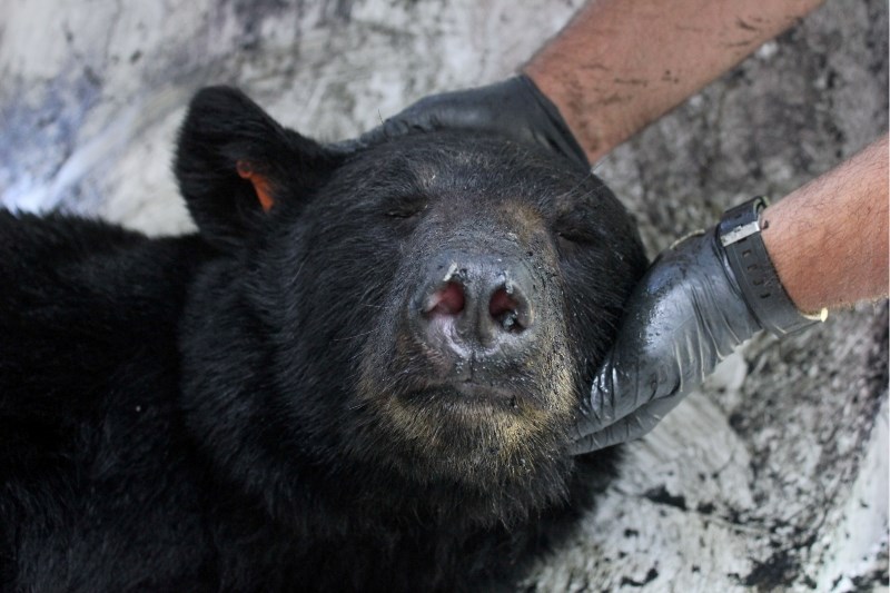 This bear is only sleeping, but another bruin wasn&#8217;t so lucky after it wandered into a local home and was shot dead.
