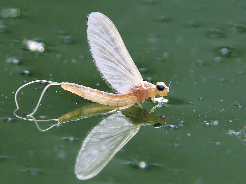 &#8220;Vegreville has the egg, Glendon has the pyrogy &#8230; Lac La Biche has the fish-fly,&#8221; says Commemorate Our Nature Society (CONS) director Blair Norton.