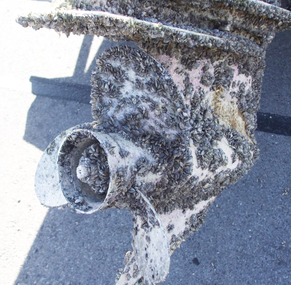 A boat propeller encrusted with &#8220;hitchhiker&#8221; mussels.