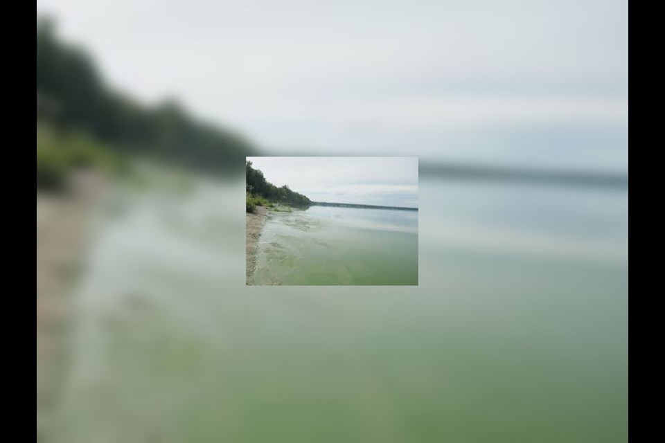 Blue-green algae blooms on  Lac La Biche Lake in 2018. File photo. 