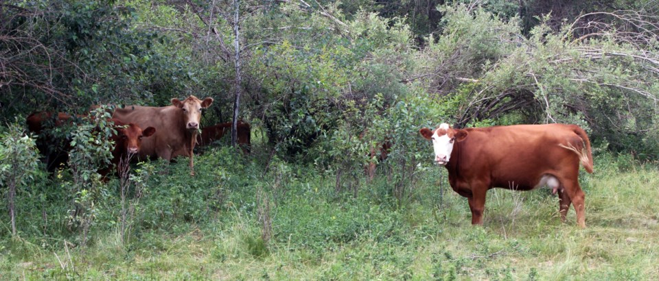 Lac La Biche County hasn&#8217;t declared a state of agricultural disaster despite a very dry spring and summer, but other Albertan counties have.