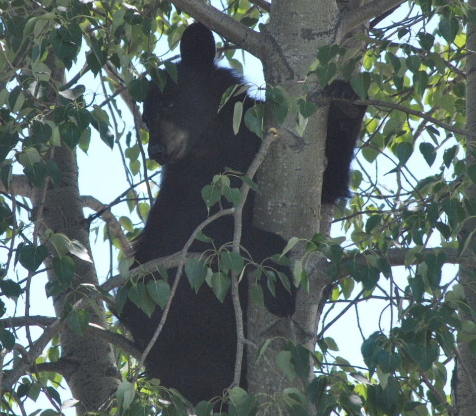 A black bear wandered into Lac La Biche earlier this afternoon.