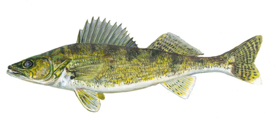 Zero limits on walleye in area lakes is a hot topic that many want to see lifted next fishing season.