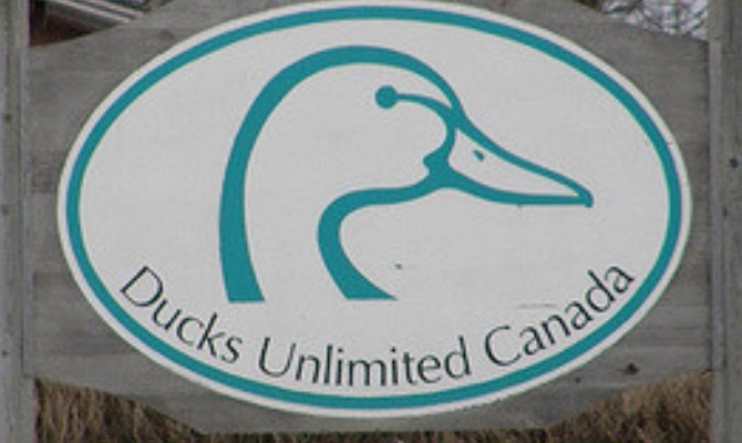 ducks logo sign